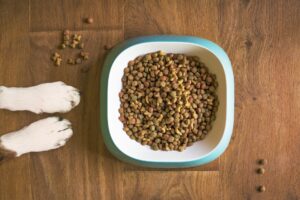 alimentazione del cane adulto