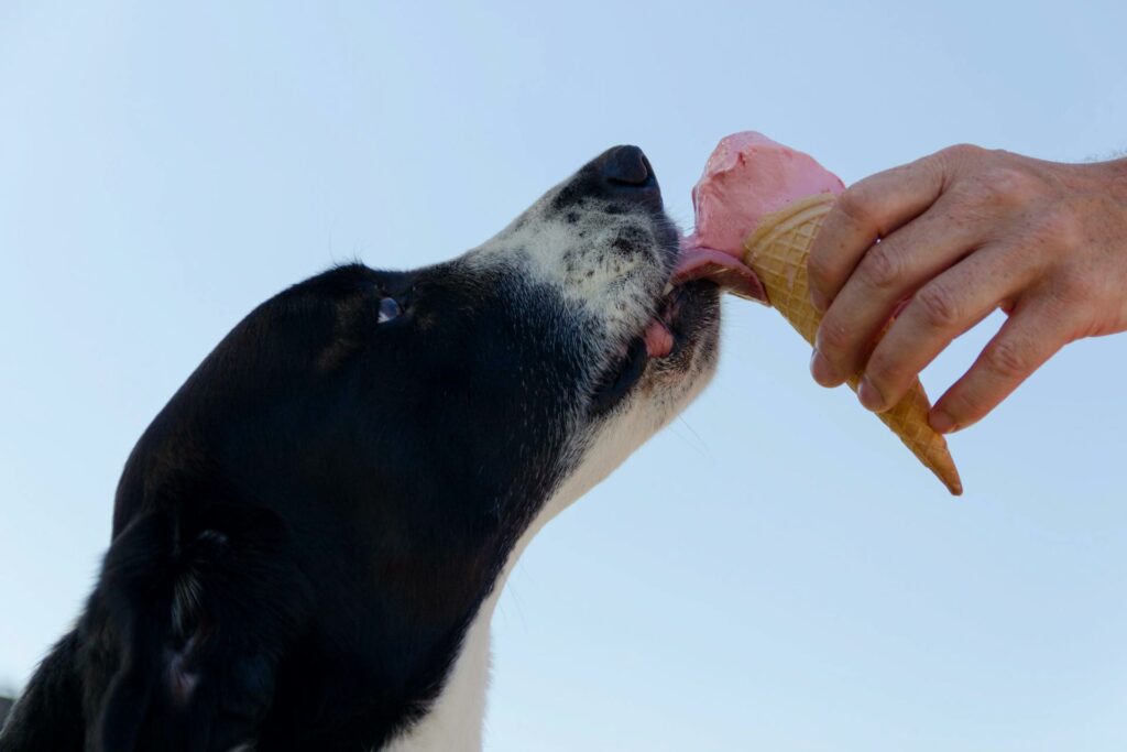 alimentazione casalinga cani