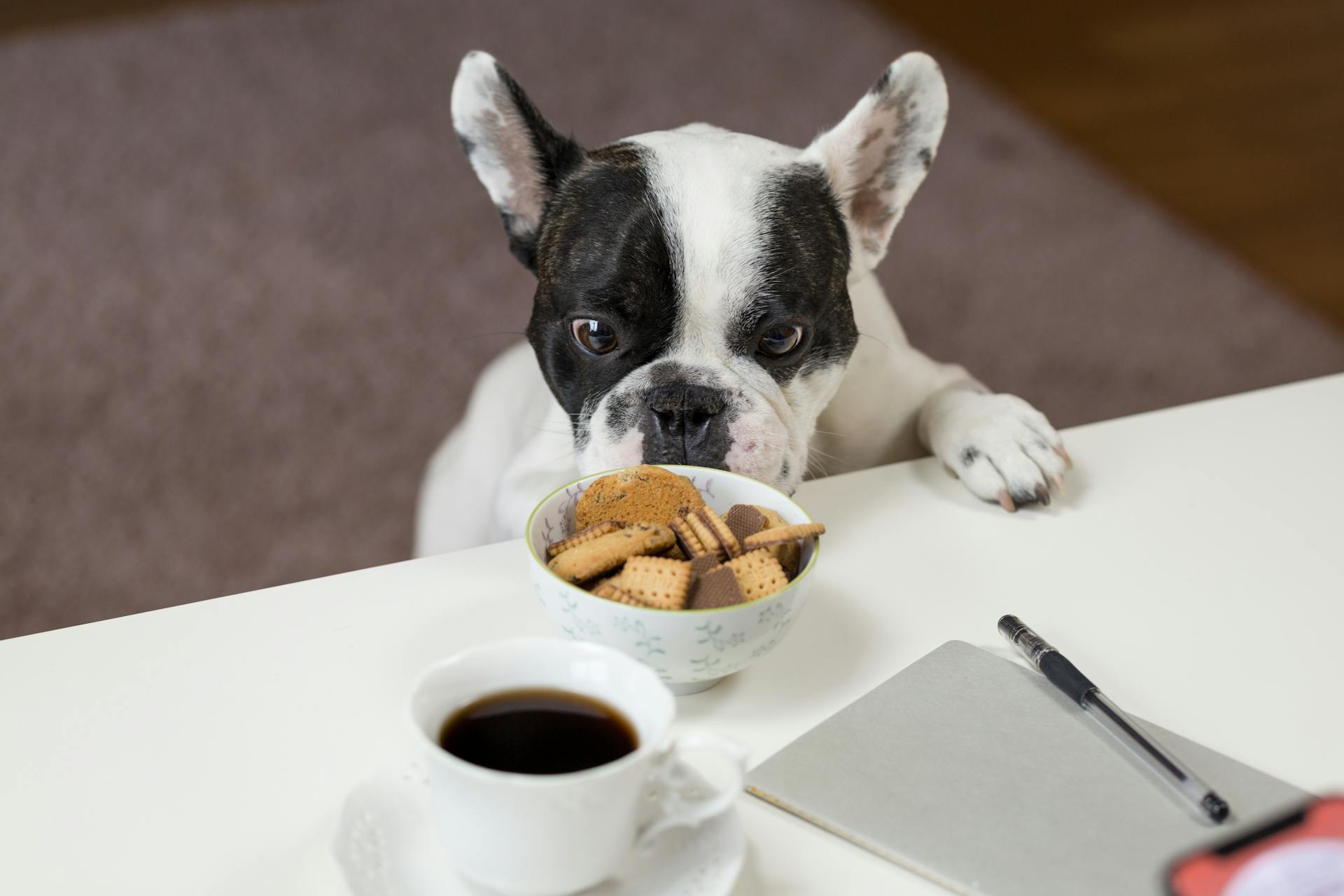 alimentazione casalinga cani