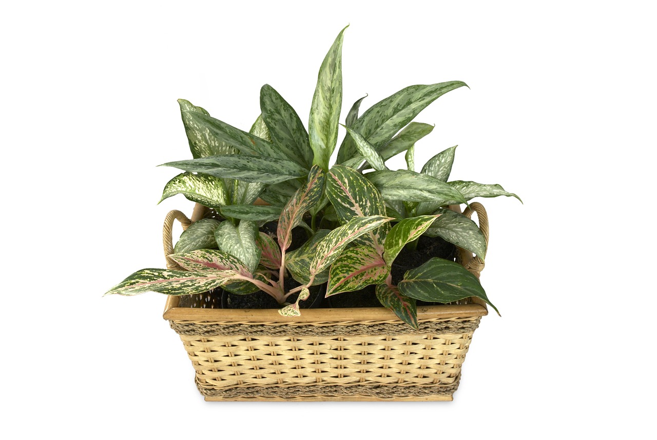 dieffenbachia pianta tossica per cane