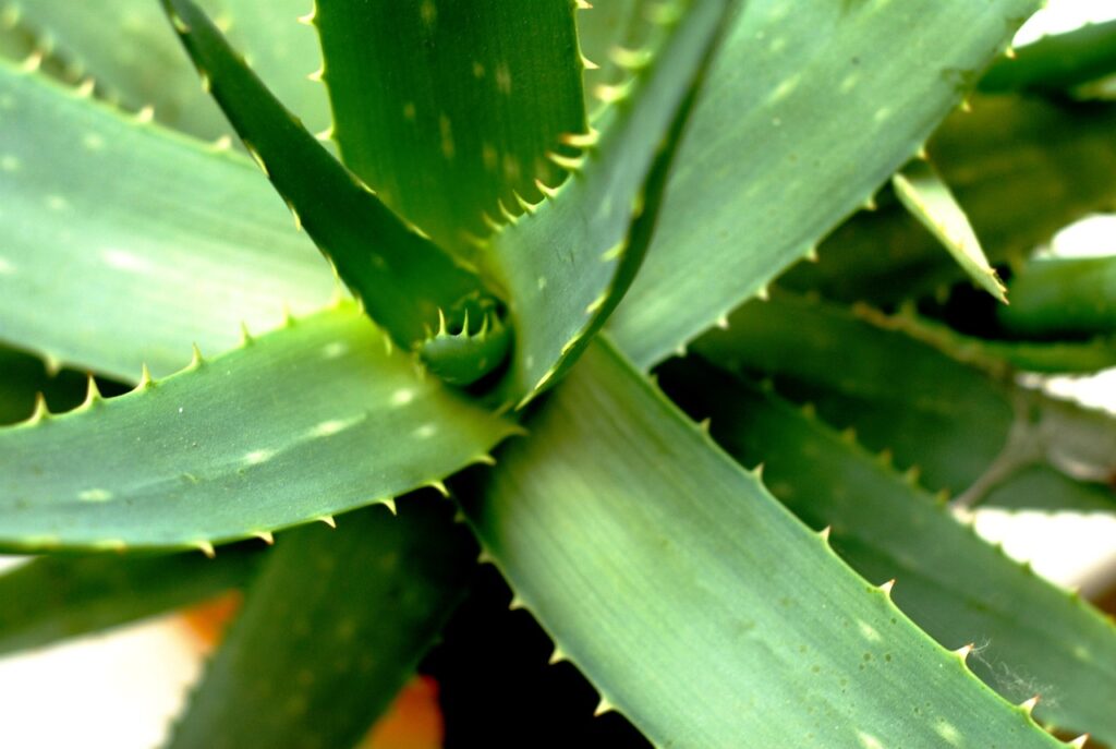 aloe vera pianta tossica per cane