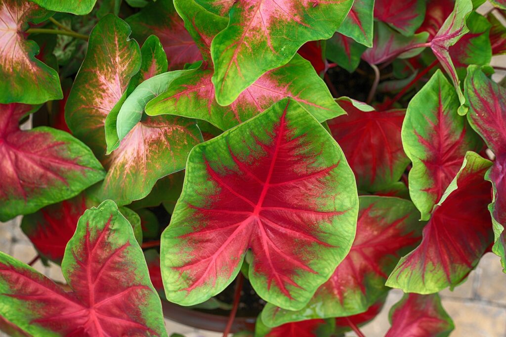 caladium pianta tossica per cane