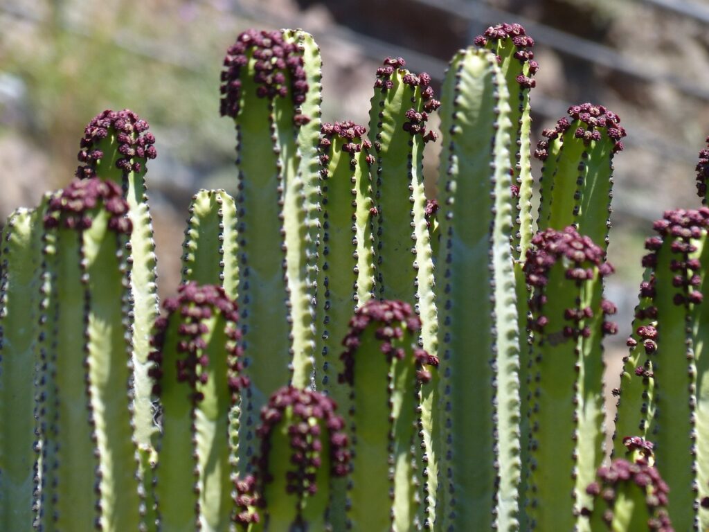 euphorbia pianta tossica per cane