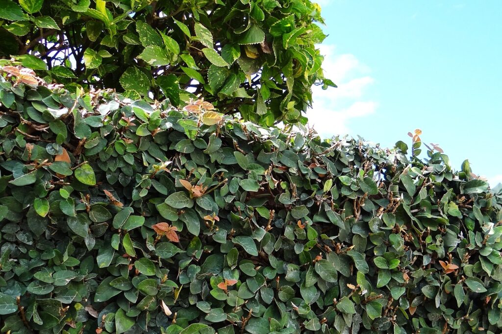 ficus pumila pianta rampicante non tossica per cani