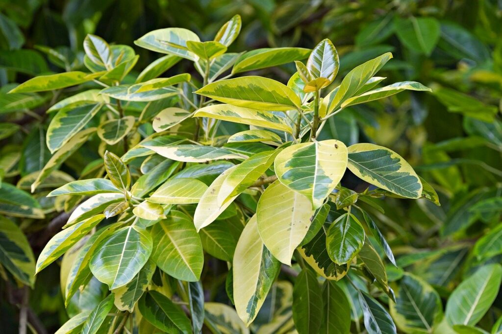 ficus pianta tossica per cane