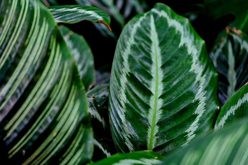 calathea pianta da appartamento non tossiche per cani