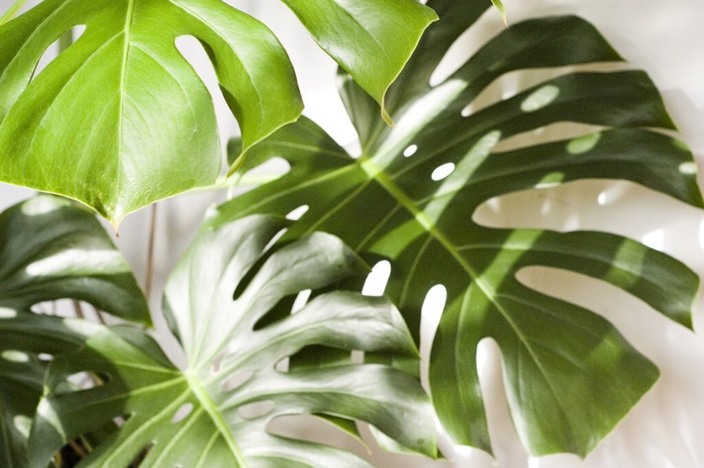 monstera deliciosa pianta tossica per cane