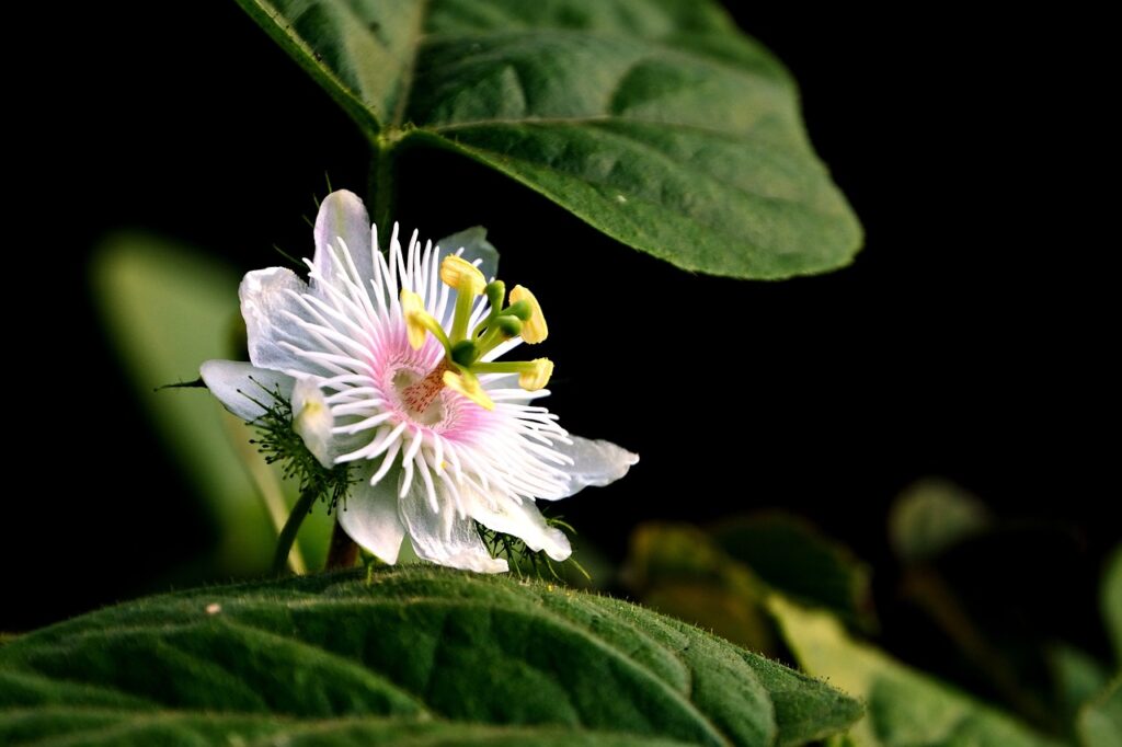 passiflora pianta rampicante non tossica per cani