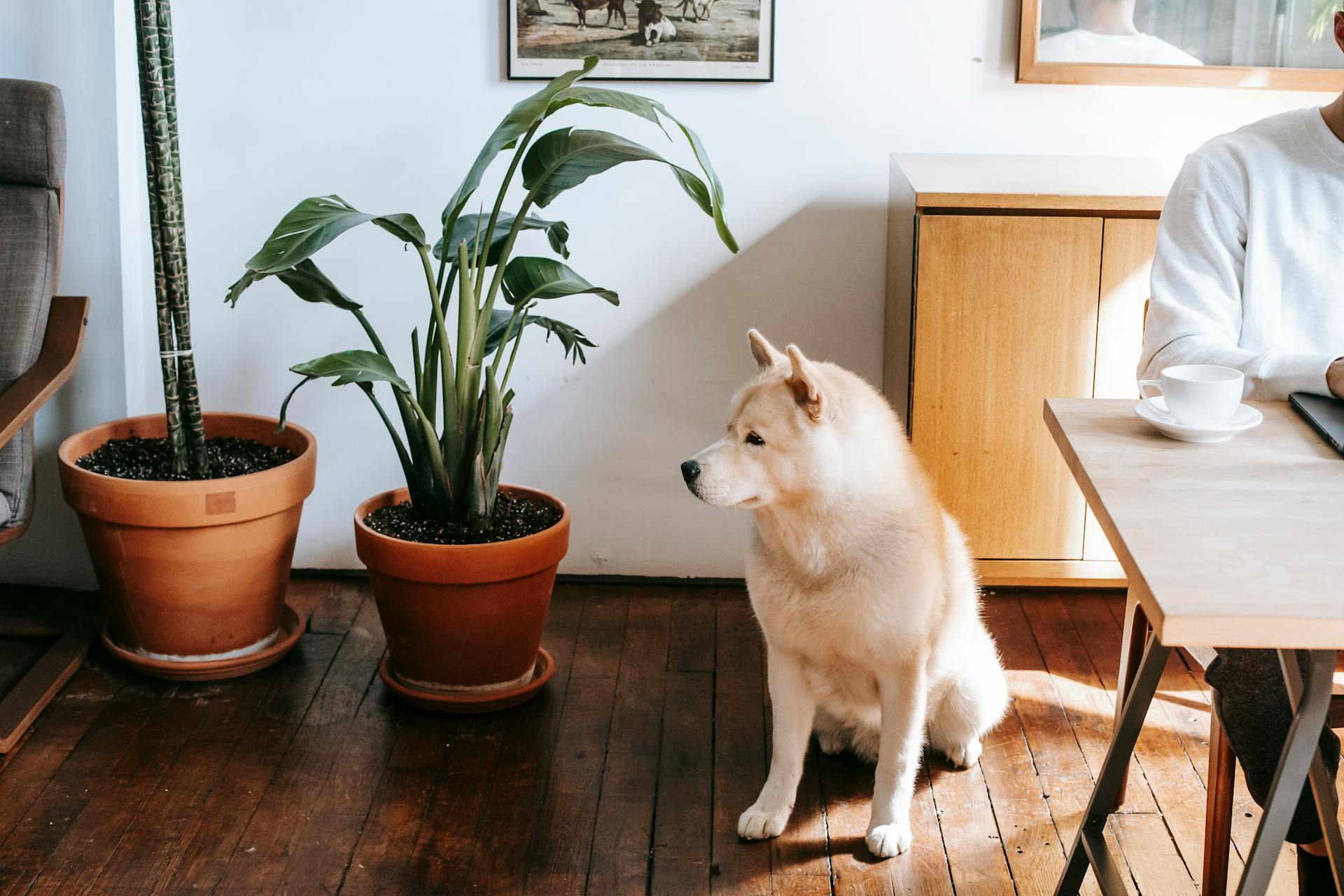 Piante tossiche per cani