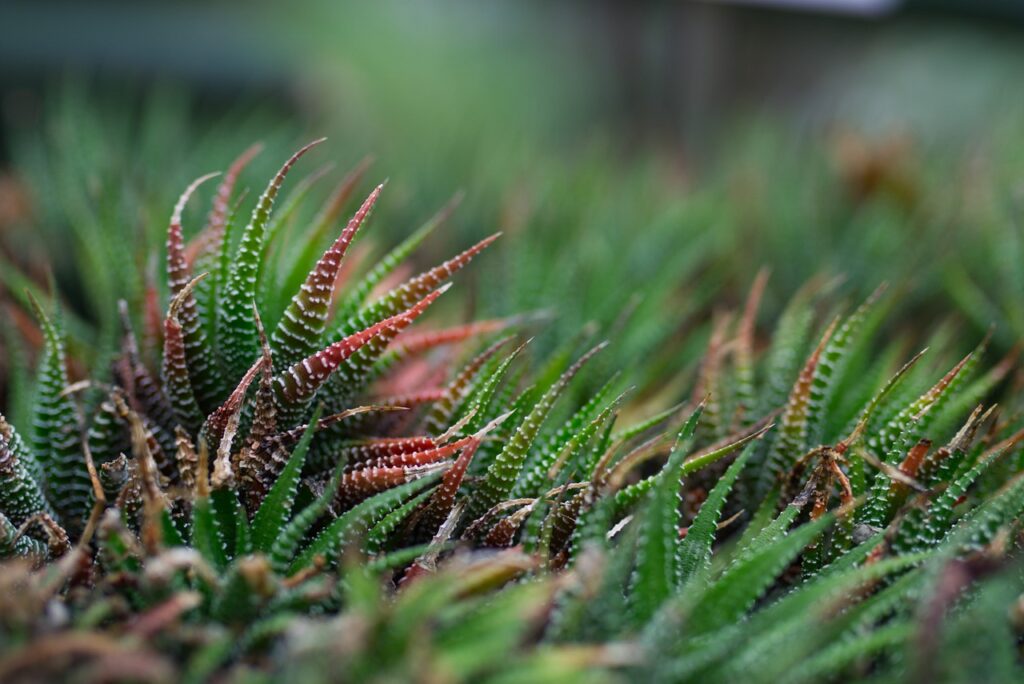 Haworthia pianta grassa non tossica per cani