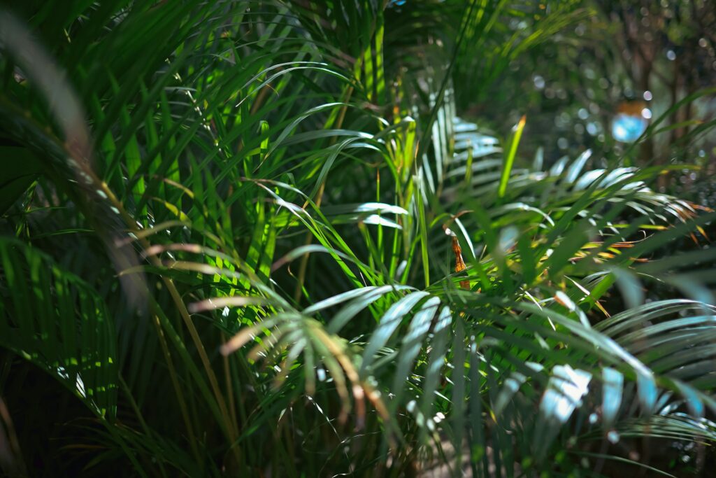 areca palm pianta da appartamento non tossiche per cani