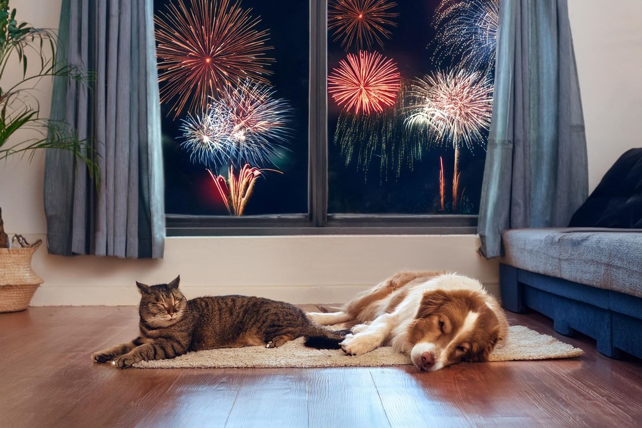 animali e botti di capodanno