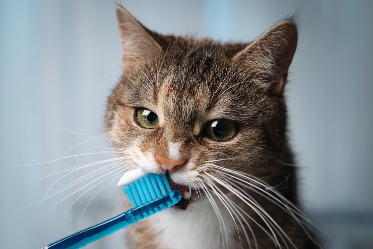 gatto con spazzolino tra i denti