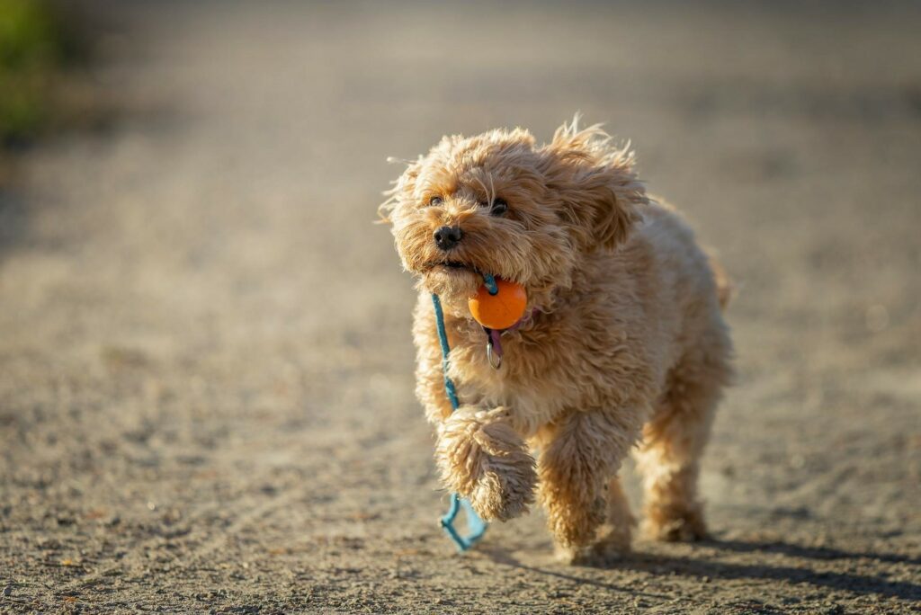 cane corre in città