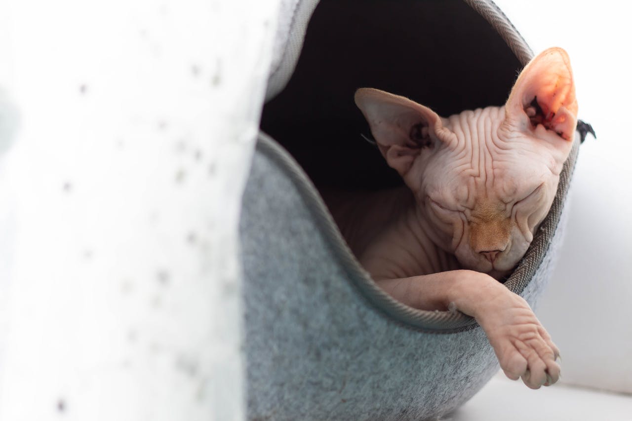 Gatto egiziano senza pelo: tutto quello che devi sapere sullo Sphynx