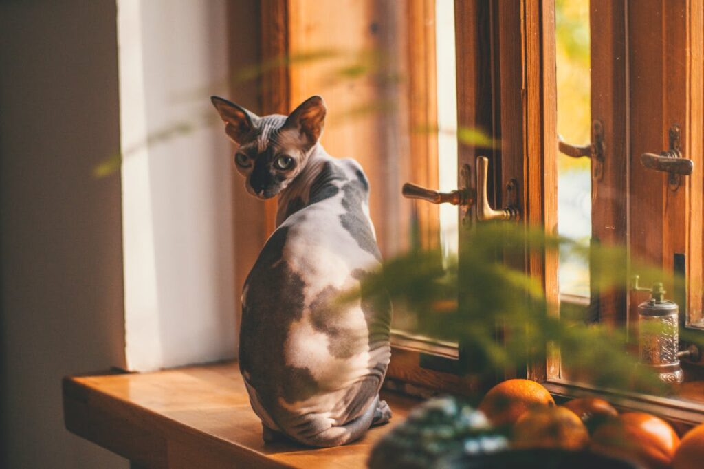 gatto egiziano senza pelo sul davanzale della finestra