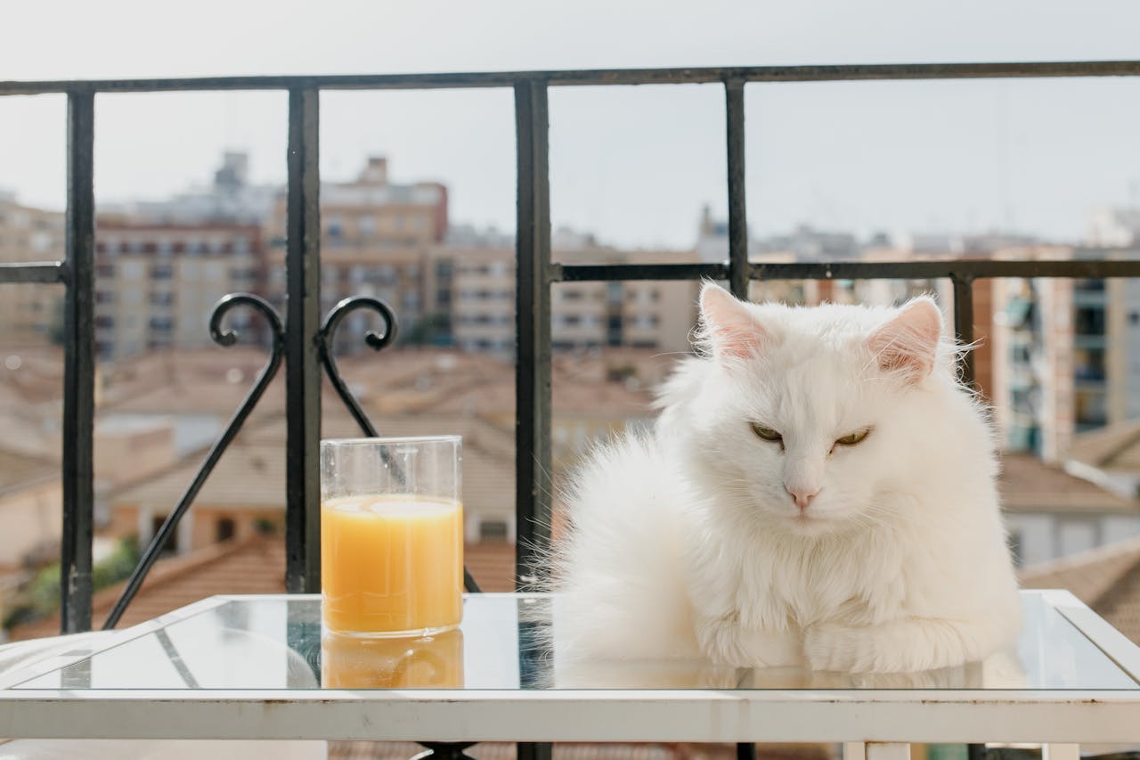 mettere in sicurezza i balconi per i gatti