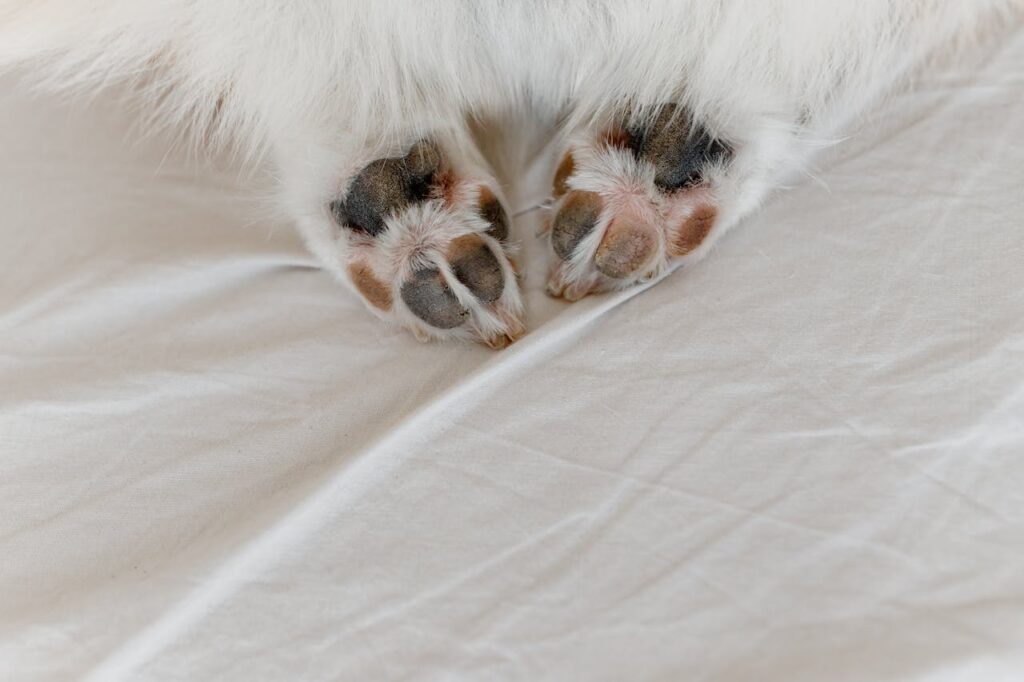 zampe del cane che dorme sul letto