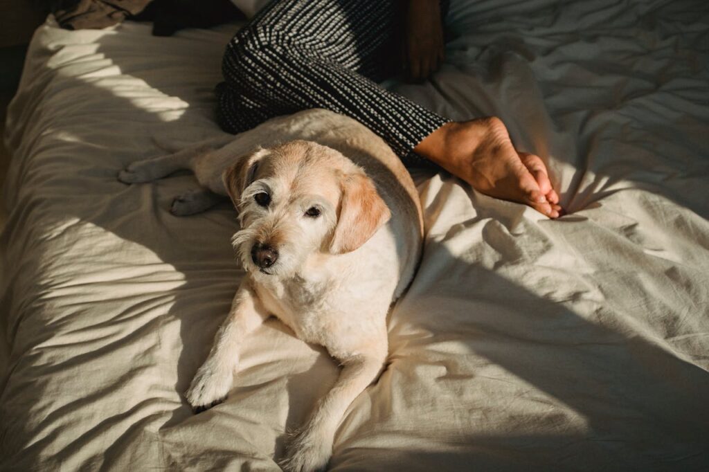 cane che dorme nel letto