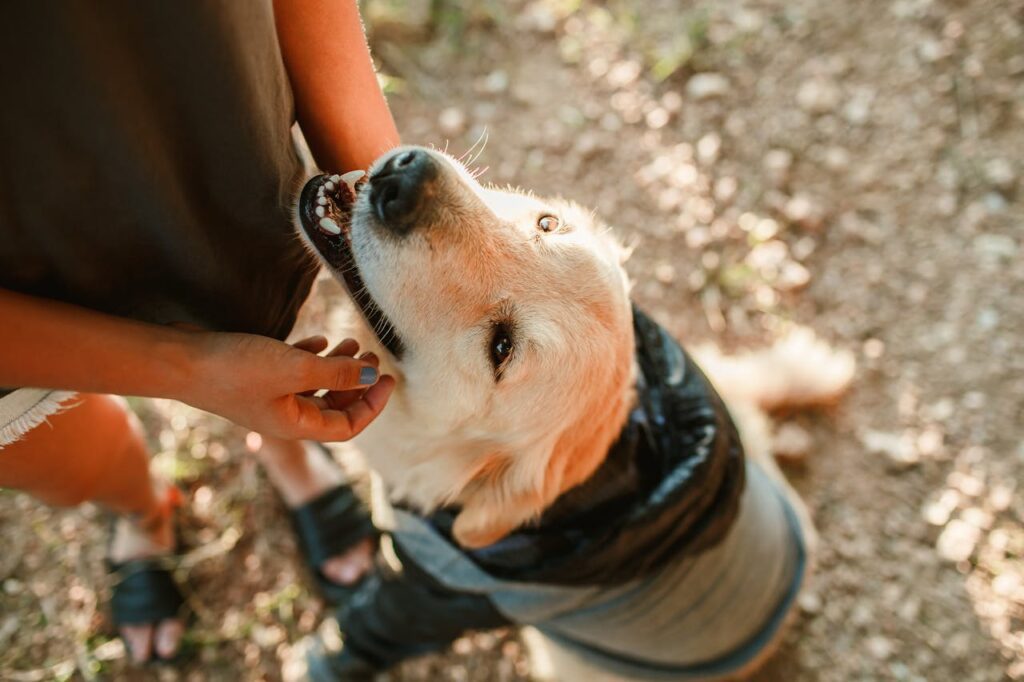 linguaggio canino: cane al parco con il padrone